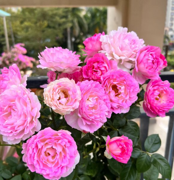 海葵月季值得入手吗