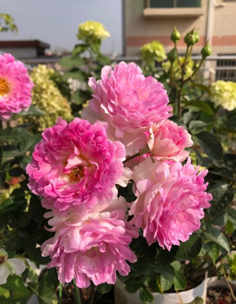 海葵月季值得入手吗