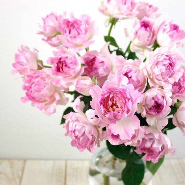 海葵月季值得入手吗