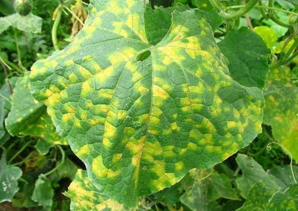 菜叶发黄是什么原因怎么防治