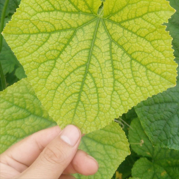 菜叶发黄是什么原因怎么防治