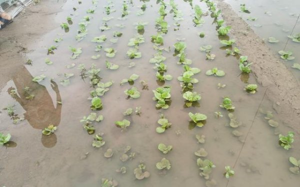 菜叶发黄是什么原因怎么防治