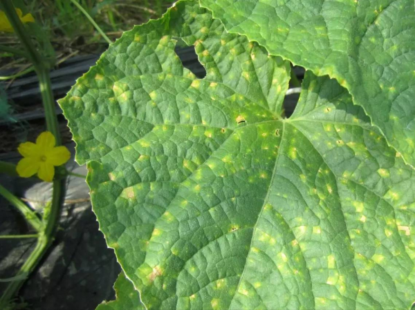 菜叶发黄是什么原因怎么防治