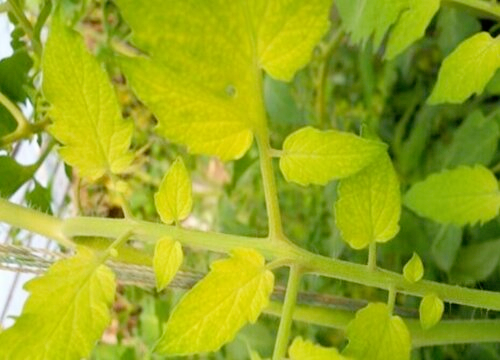 菜叶发黄是什么原因怎么防治