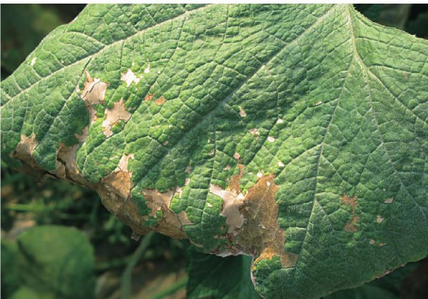 菜叶发黄是什么原因怎么防治