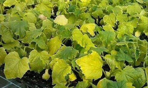 菜叶发黄是什么原因怎么防治