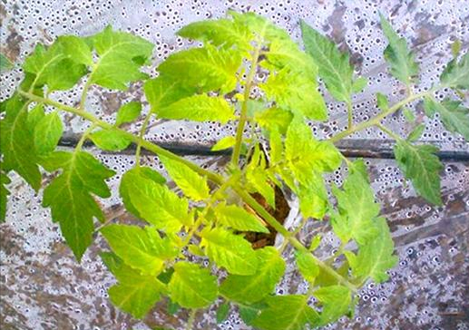 菜叶发黄是什么原因怎么防治