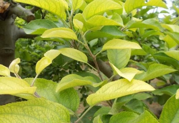 磷酸二氢钾能让叶子变绿吗