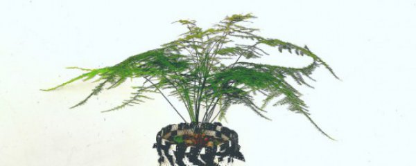 家里客厅摆放花盆好不好