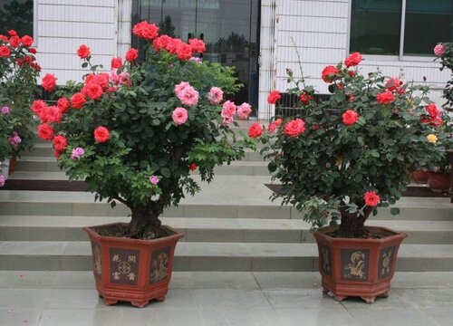 夏天月季换盆注意事项 给月季换土换盆具体步骤