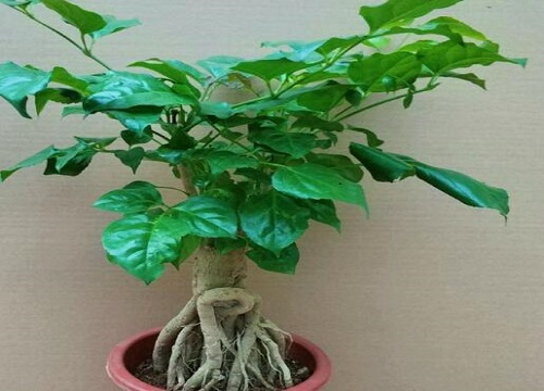 大量落叶的幸福树怎么拯救