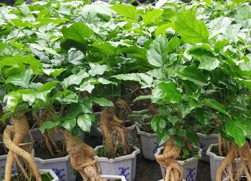 大量落叶的幸福树怎么拯救