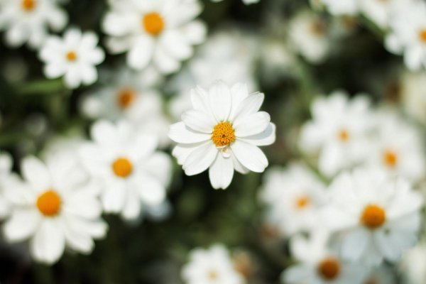 狮子座男最反感女生什么细节