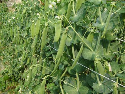 荷兰豆怎么种植产量高