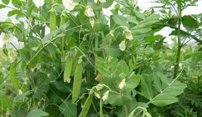 荷兰豆怎么种植产量高 荷兰豆种植时间和栽培方法