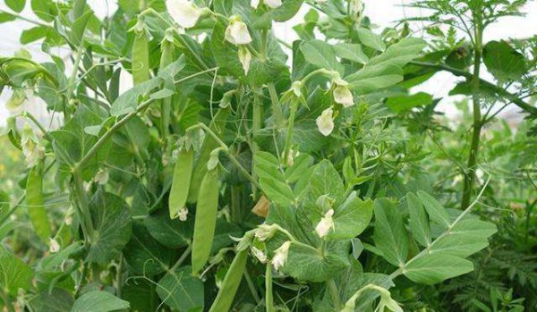 荷兰豆怎么种植产量高