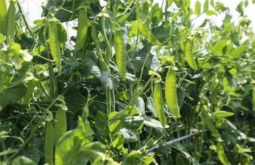 荷兰豆怎么种植产量高