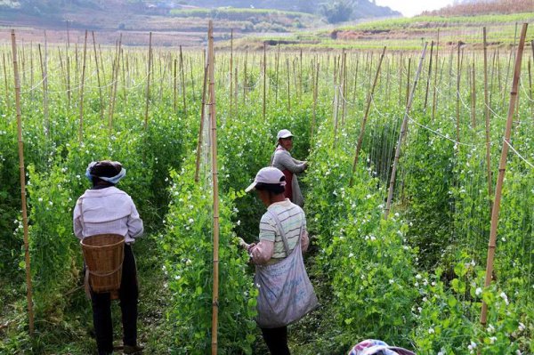 荷兰豆怎么种植产量高