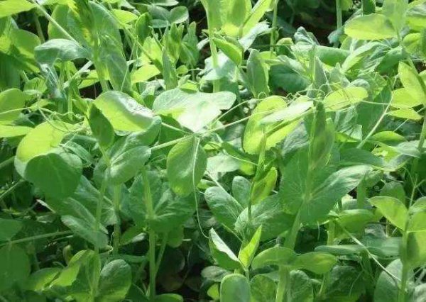 荷兰豆怎么种植产量高