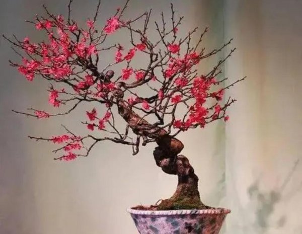 冬天开花的植物