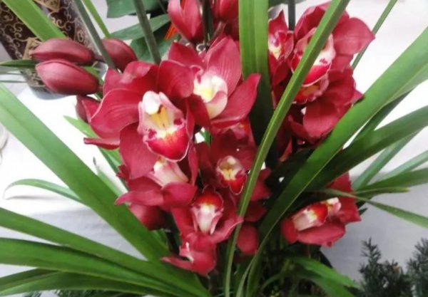 冬天开花的植物