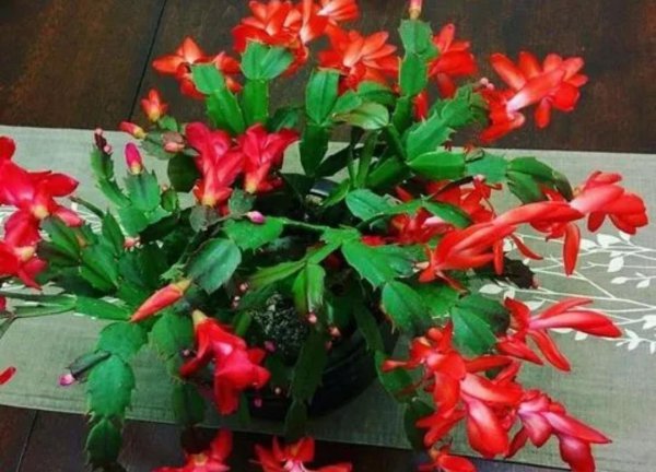 冬天开花的植物