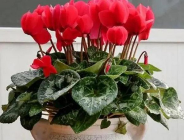 冬天开花的植物