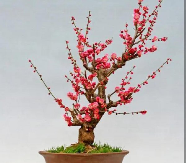 冬天开花的植物