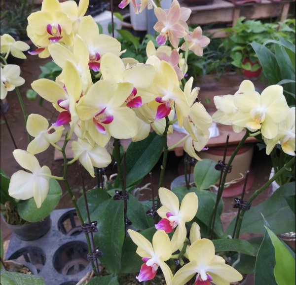 冬天开花的植物