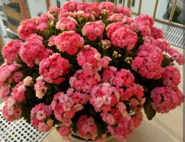 冬天开花的植物