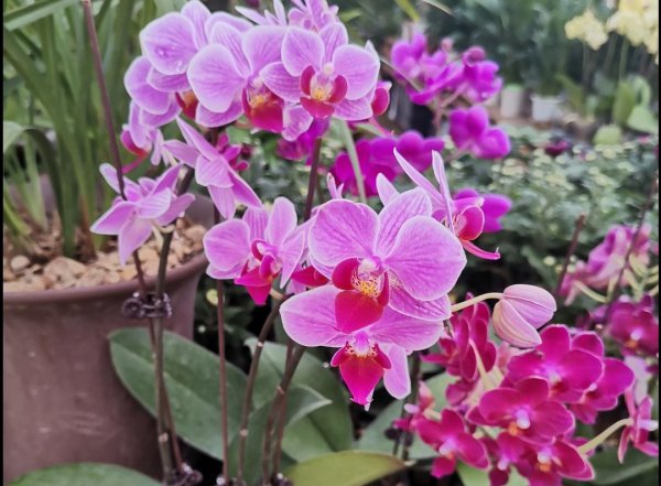 冬天开花的植物