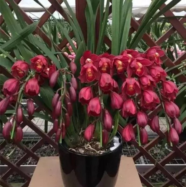 冬天开花的植物