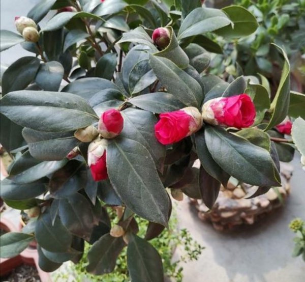 冬天开花的植物