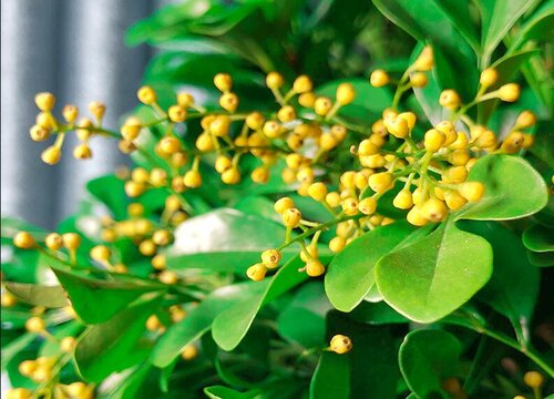 冬季怎么养米兰花越冬更安全