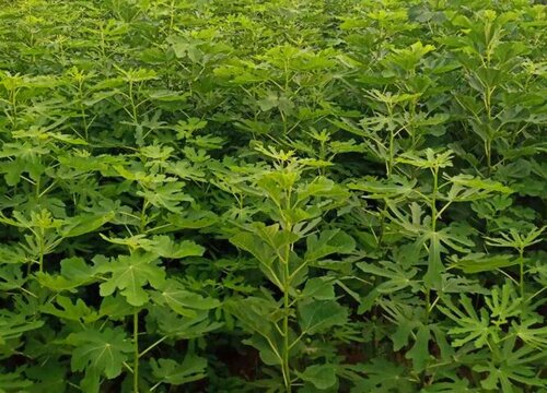 无花果种家里风水好不