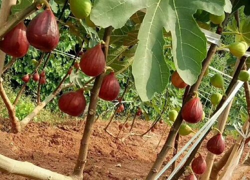 无花果种家里风水好不