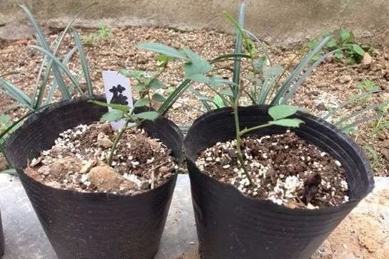 网上购买的月季牙签小苗怎样栽种