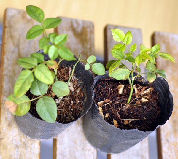 网上购买的月季牙签小苗怎样栽种