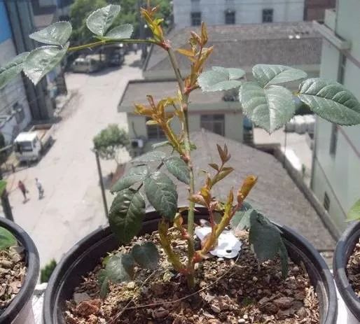 网上购买的月季牙签小苗怎样栽种