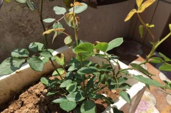 网上购买的月季牙签小苗怎样栽种