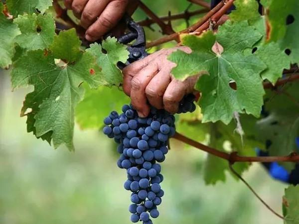 洋酒是什么材料酿造的