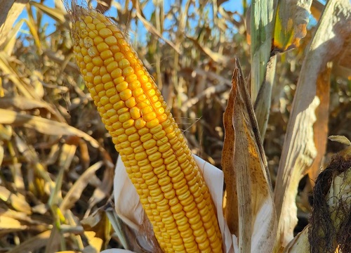 联创玉米种哪个品种好