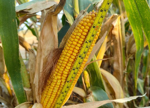 联创玉米种哪个品种好