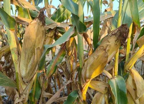 联创玉米种哪个品种好