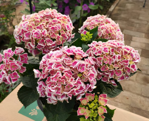 绣球花叶子发黄是怎么回事