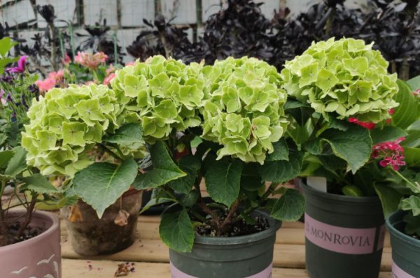 绣球花叶子发黄是怎么回事