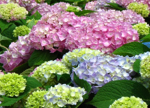 绣球花叶子发黄是怎么回事