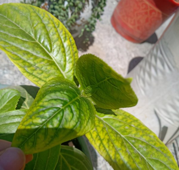 绣球花叶子发黄是怎么回事