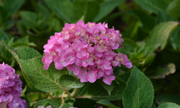 绣球花叶子发黄是怎么回事