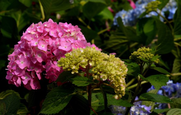 绣球花叶子发黄是怎么回事